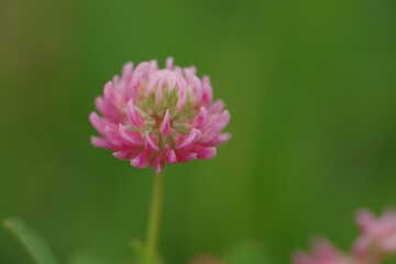 Close-up of a clover flower