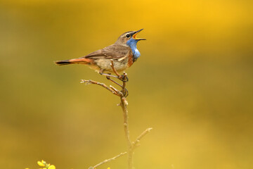 pajaros de gredos entre piornos