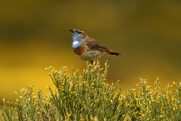 pajaros de gredos entre piornos
