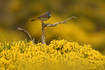 pajaros de gredos entre piornos