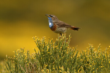 pajaros de gredos entre piornos