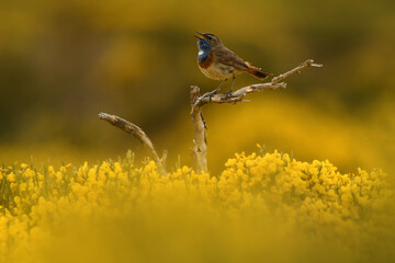 pajaros de gredos entre piornos
