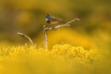 pajaros de gredos entre piornos