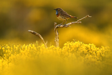pajaros de gredos entre piornos