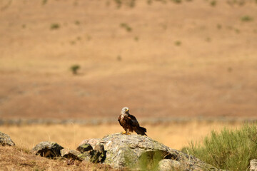pajaros de gredos entre piornos