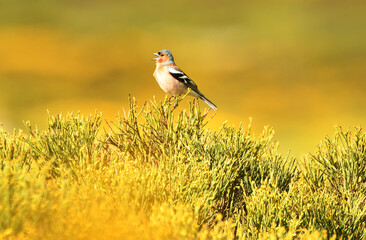 pajaros de gredos entre piornos