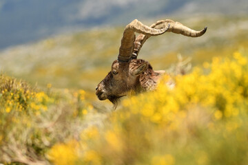 macho montes en gredos en primavera