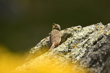 escribano hortelano en la sierra de gredos