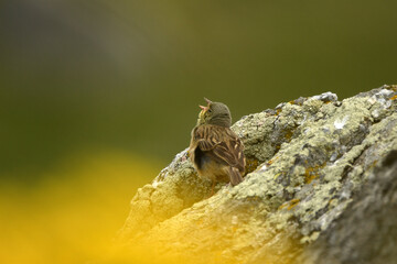 escribano hortelano en la sierra de gredos