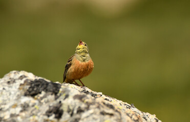 escribano hortelano en la sierra de gredos
