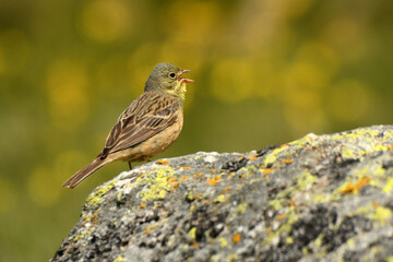 escribano hortelano en la sierra de gredos