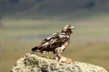 aguila imperial semiadulto en la sierra abulense