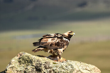 aguila imperial semiadulto en la sierra abulense