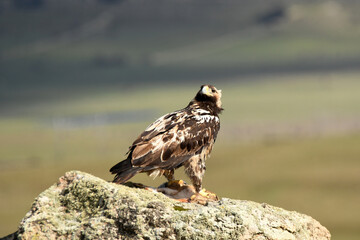 aguila imperial semiadulto en la sierra abulense