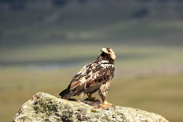 aguila imperial semiadulto en la sierra abulense