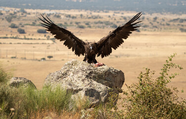 buitres en el campo en verano