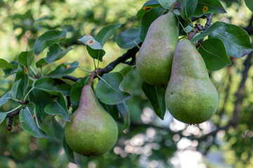 Ripe pears on a tree. Pears are hanging on a tree branch in the garden.
