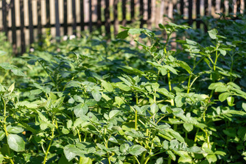 Fototapeta na wymiar Green leaves of potato bushes with blurred background. Potato grows in the garden.