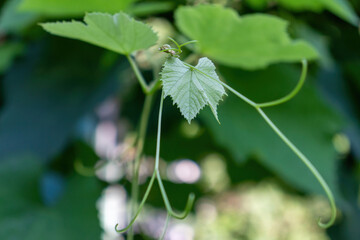 Green vine leaves. Green leaves of a plant in the garden.