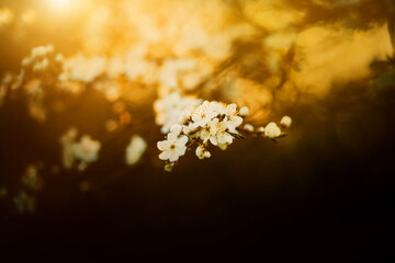 Beautiful white delicate cherry blossoms bloom on the branches of the tree, illuminated by the rays of the rising sun. The beauty of nature in spring.
