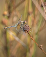 The dragonfly sits on a flower. Close-up, there is artistic noise.