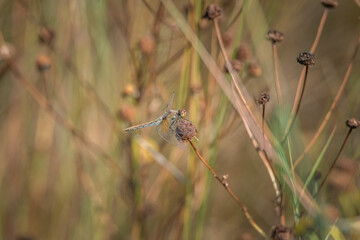 The dragonfly sits on a flower. Close-up, there is artistic noise.