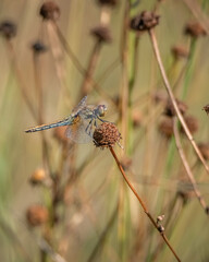 The dragonfly sits on a flower. Close-up, there is artistic noise.