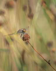 The dragonfly sits on a flower. Close-up, there is artistic noise.