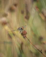 The dragonfly sits on a flower. Close-up, there is artistic noise.
