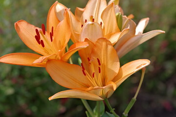 Close-up of a lily flower