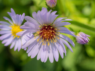 Fototapeta premium blooming asters closeup