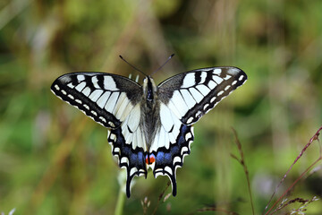 Paź królowej (Papilio machaon) – gatunek motyla dziennego z rodziny paziowatych (Papilionidae) - obrazy, fototapety, plakaty