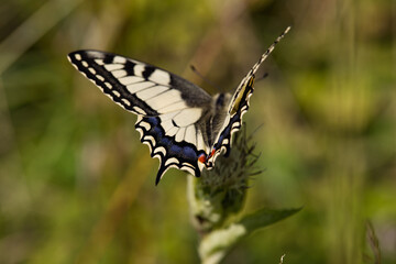Paź królowej (Papilio machaon) – gatunek motyla dziennego z rodziny paziowatych (Papilionidae)
