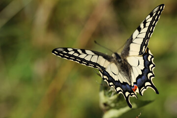Paź królowej (Papilio machaon) – gatunek motyla dziennego z rodziny paziowatych (Papilionidae) - obrazy, fototapety, plakaty