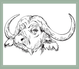 Hand drawn sketch style buffalo isolated on the white background. Vector illustration.