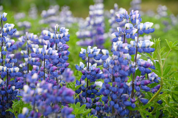 Blue flowers of Lupine