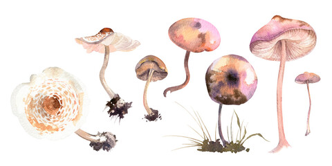 Watercolor set of poisonous mushrooms on transparent background