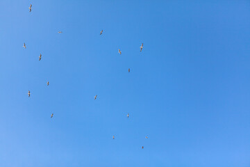 Seagulls high in the sky . Flock of birds at blue sky 