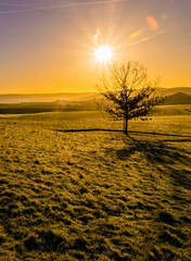 Lonely tree on a green meadow in a hilly landscape during a colorful sunrise