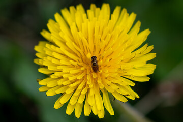 bee on yellow flower