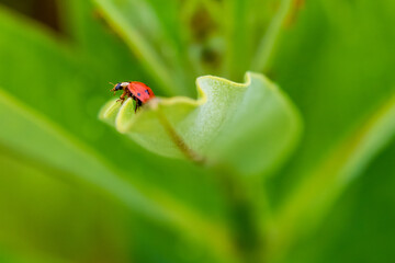 ladybug on leaf