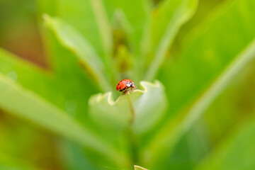 ladybug on green leaf