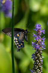 butterfly on flower