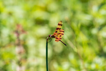 dragonfly on branch