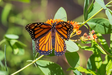 monarch butterfly on flower