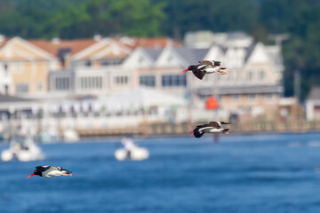 birds on the beach