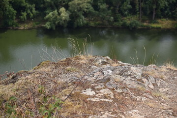 kleine Pflanzen in einer Sandsteinklippe