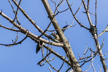 bird on a branch
