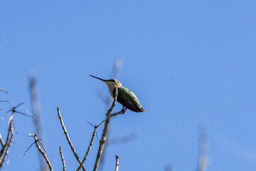 hummingbird on branch
