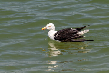 seagull in the water